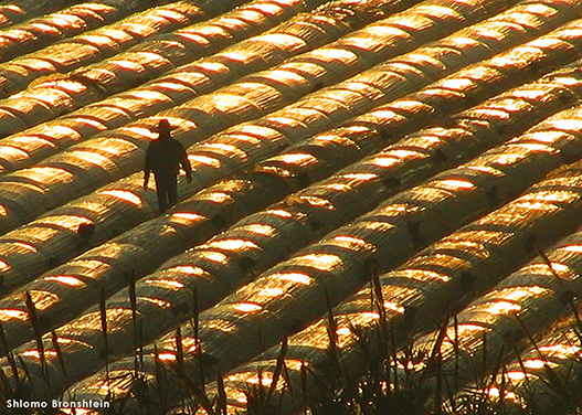 Фото: Шломо Бронштейн