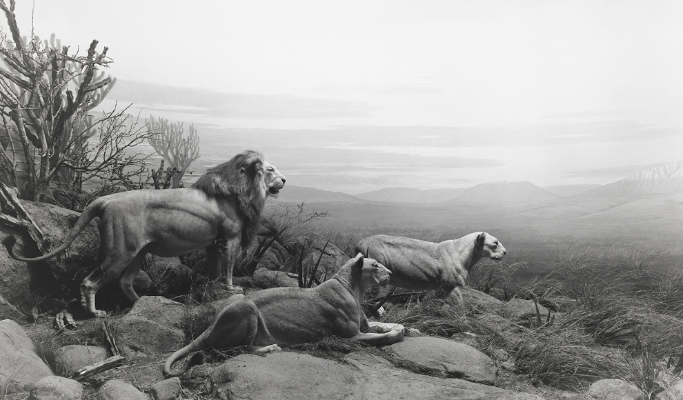 Lion 1994, gelatin silver print