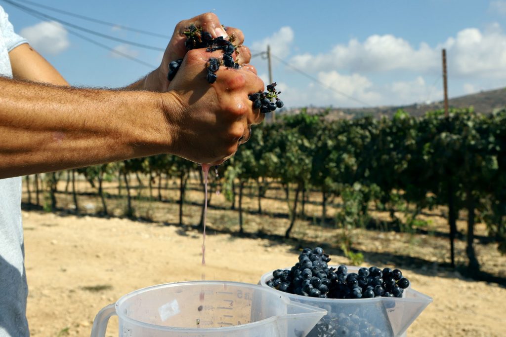 יקב גבעות צילום דייויד סילברמן