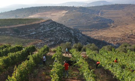 כרמי יקב גבעות צילום דייויד סילברמן