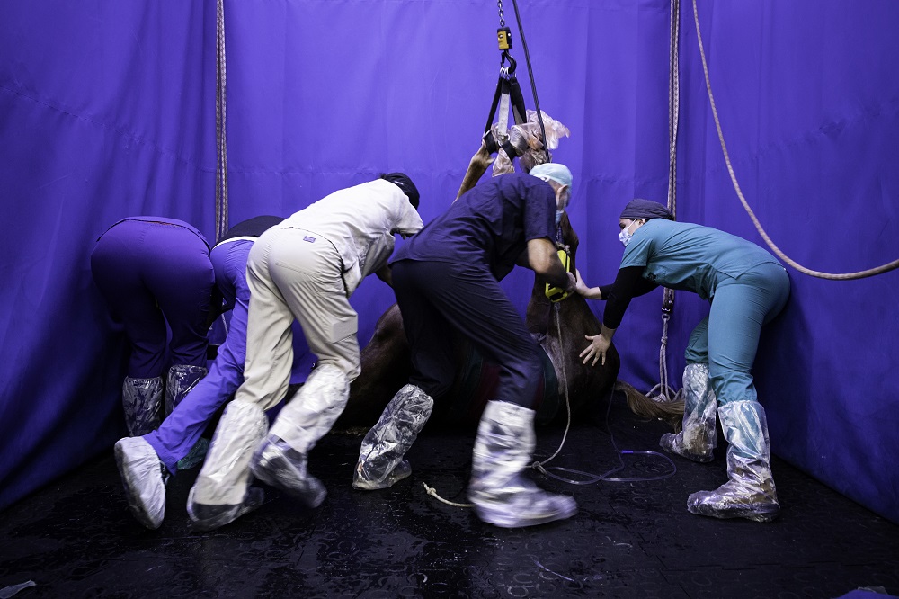 מקום ראשון טבע וסביבה, סדרות – אתי נמיר ניתוחים כירורגיים במחלקה לחיות גדולות בבית החולים הווטרינרי האוניברסיטאי. בית דגן, אפריל 2021 – אוגוסט 2021